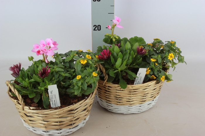 <h4>ARR TUINPLANTEN</h4>