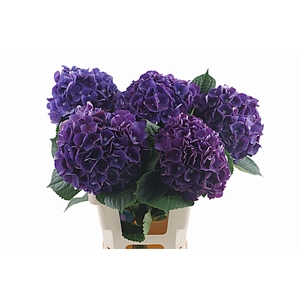 Hydr King 40 cm Vicini