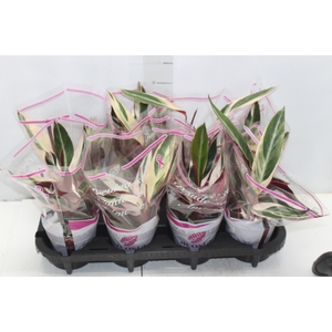 CALATHEA TRIALSTAR P12