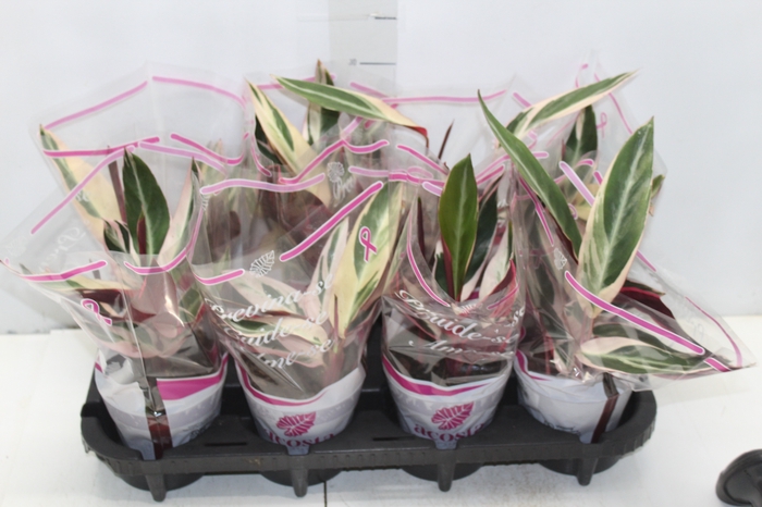 <h4>CALATHEA TRIALSTAR P12</h4>