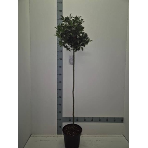 ILEX MES BLUE MAID