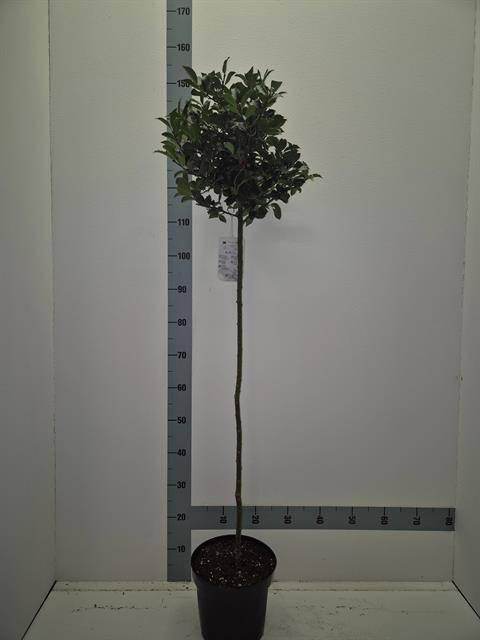 <h4>ILEX MES BLUE MAID</h4>