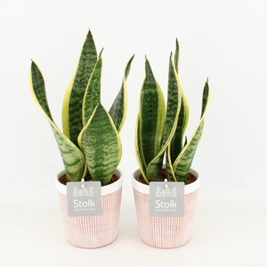 Sansevieria trifasciata Futura Superba in Terracotta keramiek
