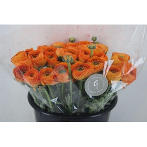 Ran Cloni Sup Lambada