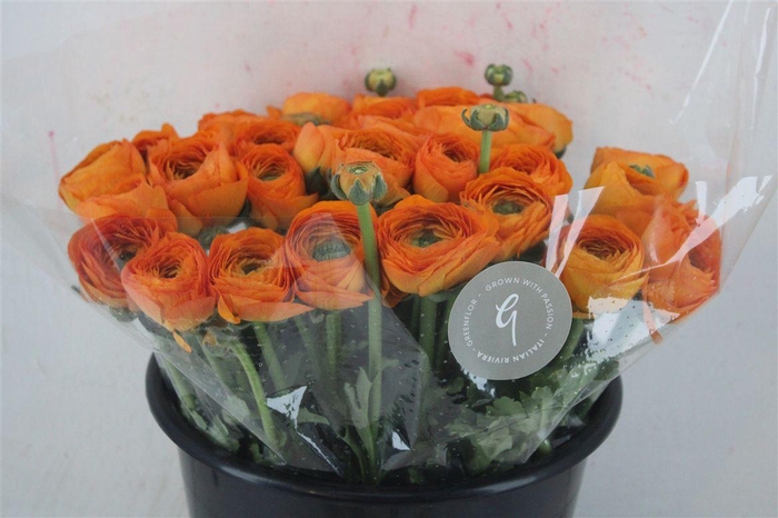 <h4>Ran Cloni Sup Lambada</h4>