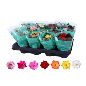 Kalanchoe Rosalina 07cm mix