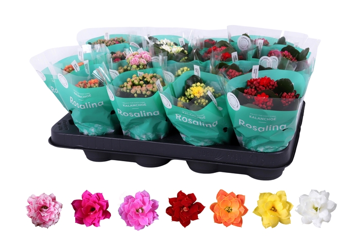 <h4>Kalanchoe Rosalina 07cm mix</h4>