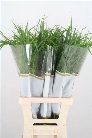 <h4>Panicum Fountain</h4>