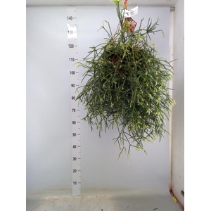 Rhipsalis   ...