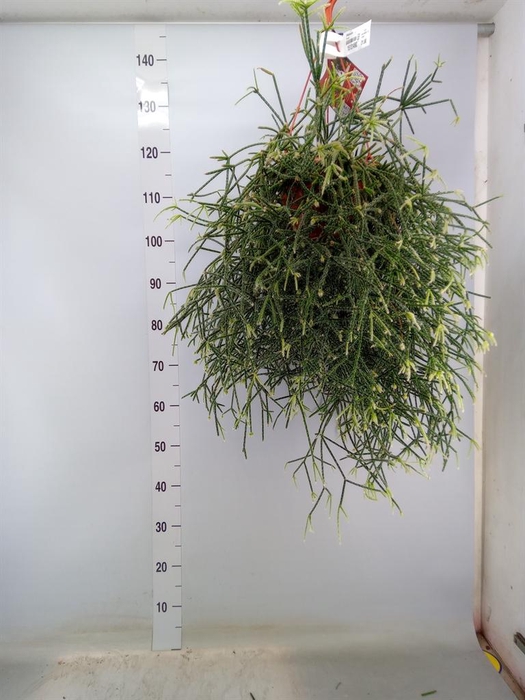 <h4>Rhipsalis   ...</h4>