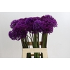 Allium Purple Sensation