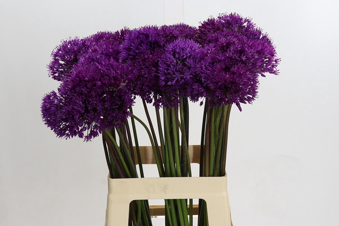 <h4>Allium Purple Sensation</h4>