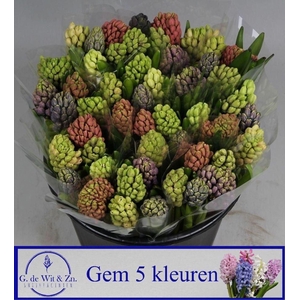 HYACINTHUS ORIE.   ...MIX 5
