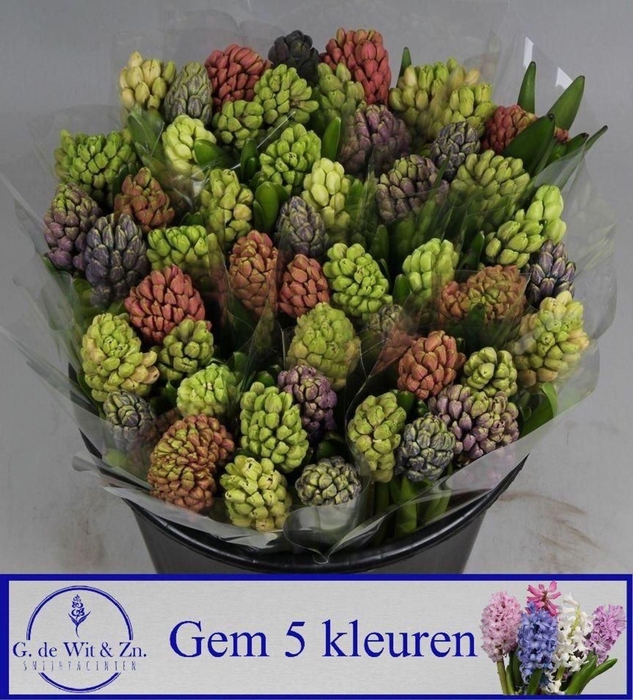 <h4>HYACINTHUS ORIE.   ...MIX 5</h4>