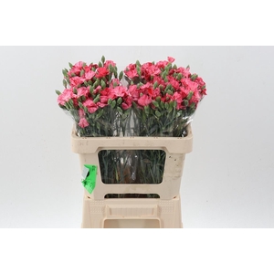 Di Symply Pink Stripe It