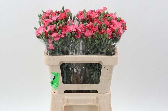 <h4>Di Symply Pink Stripe It</h4>