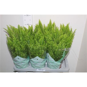Nephr Ex Green Momen 17cm Pot