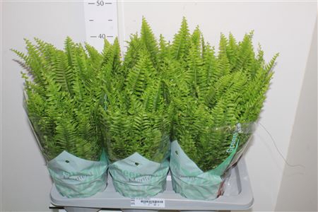 <h4>Nephr Ex Green Momen 17cm Pot</h4>