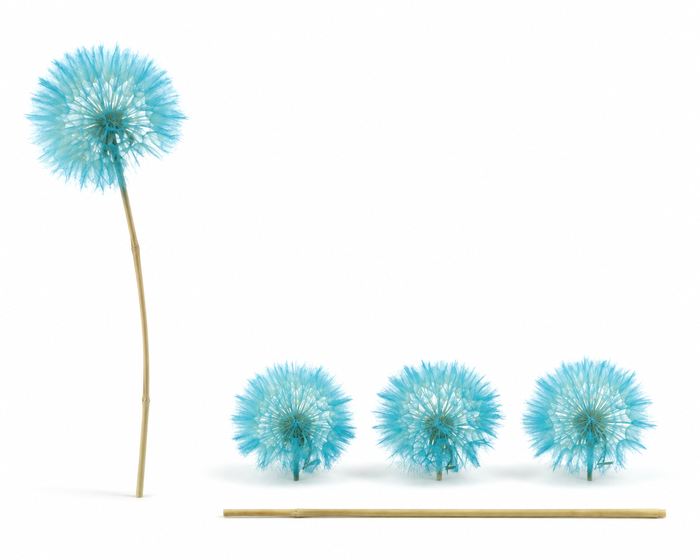 <h4>Dried Bleached Dandelion Light Blue</h4>
