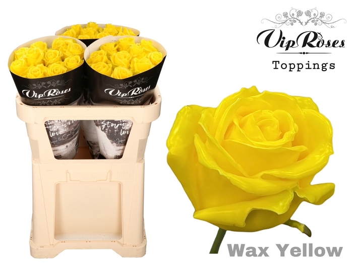 <h4>R GR WAX YELLOW x30</h4>