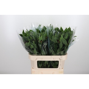 Alstroemeria Rockstar 75 Gram