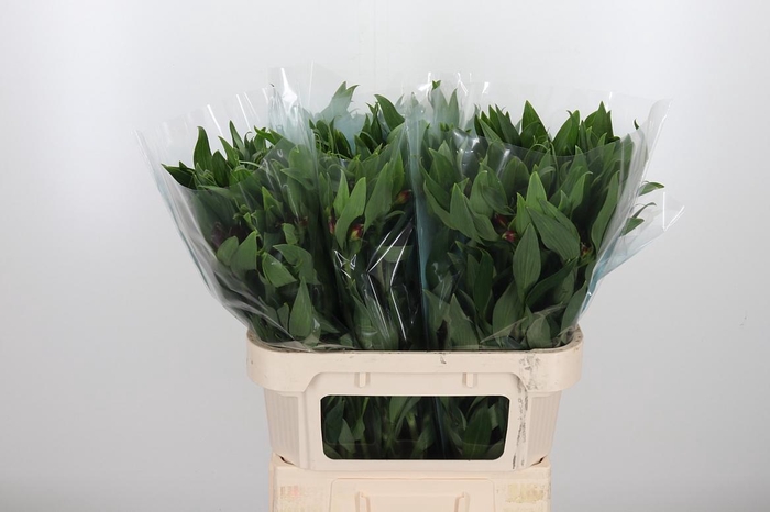 <h4>Alstroemeria Rockstar 75 Gram</h4>