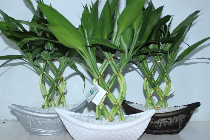 <h4>BAMBOO BARCA</h4>