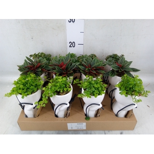 Arr.   Kamerplant Groen L%