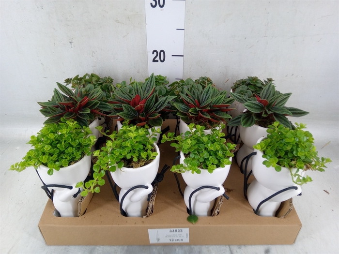 <h4>Arr.   Kamerplant Groen L%</h4>