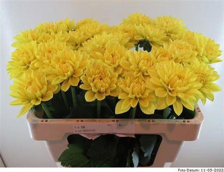 <h4>Dahlia Sunlady</h4>