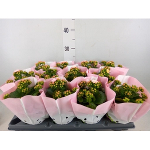Kalanchoe   ...