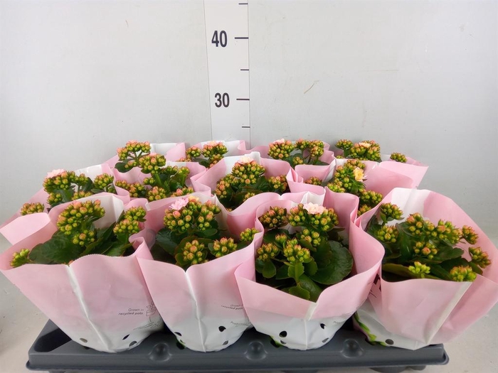 <h4>Kalanchoe   ...</h4>