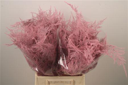 <h4>Asp Klb Pink</h4>