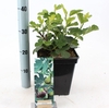 Ficus carica Brown Turkey