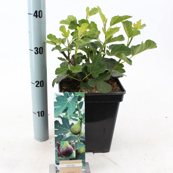 Ficus carica Brown Turkey