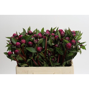 Paeonia Red Sarah Ongeplozen