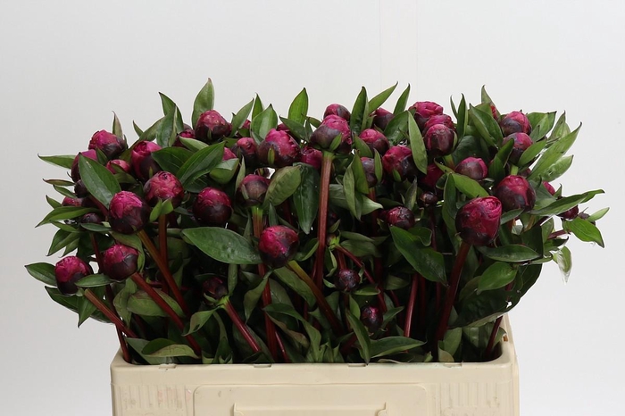 <h4>Paeonia Red Sarah Ongeplozen</h4>