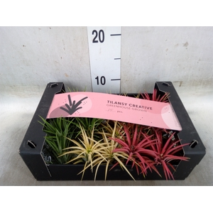Tillandsia ionantha
