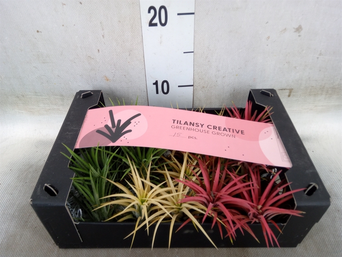 <h4>Tillandsia ionantha</h4>