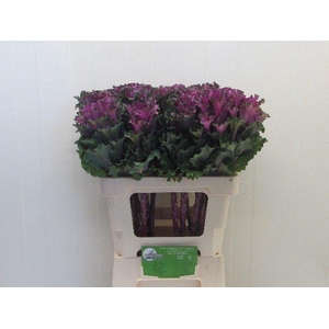 Brassica first lady