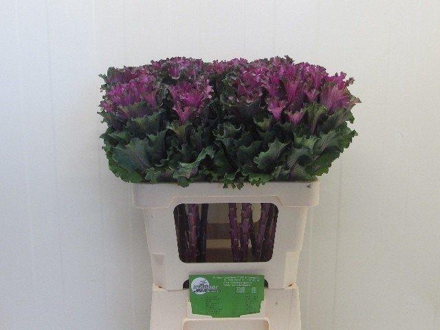 <h4>Brassica first lady</h4>