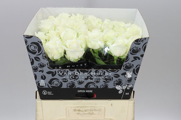 <h4>Rosa Gr Noelia</h4>