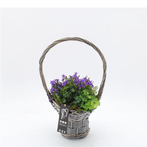 <h4>CACR-2511 Campanula creatie</h4>