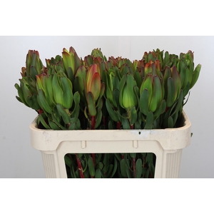 Leucadendron Laurel Yellow
