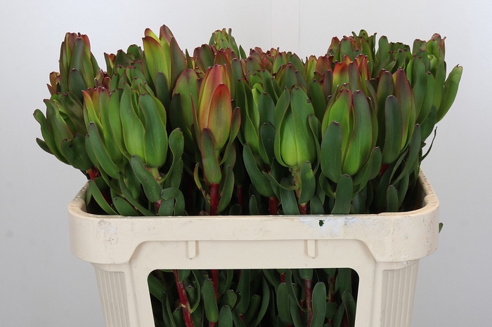 <h4>Leucadendron Laurel Yellow</h4>