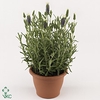 Lavandula Stoechas White