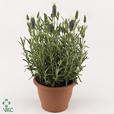 Lavandula stoec. 'LittBee BlueWhit'