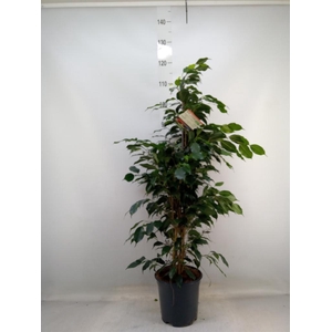 Ficus benja. 'Danielle'