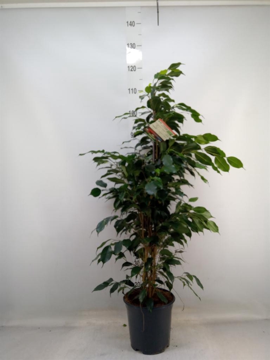 <h4>Ficus benja. 'Danielle'</h4>