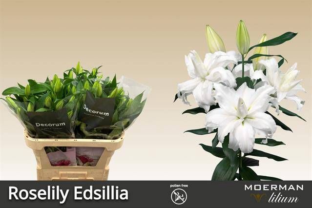 <h4>LI OR DU RL EDSILIA</h4>
